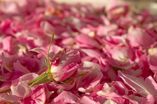 تصویر 2 از خرید و قیمت گلاب صادراتی + فروش عمده